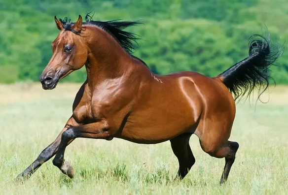 Beautiful bay Arabian stallion running in a field
