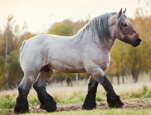 Big and strong Beglian Draft horse walking in a field