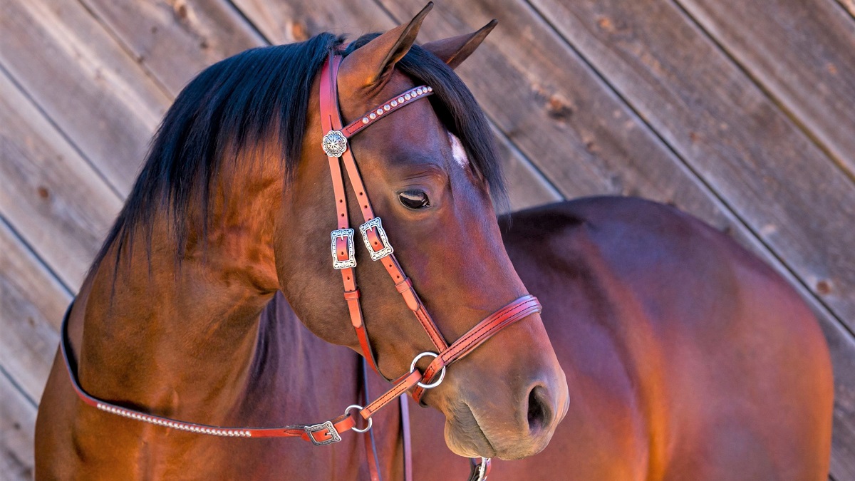 Bitless Bridles guide: Types of Bitless Birdles and the Best ones to Buy