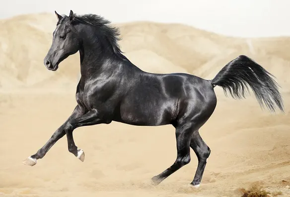 Black Arabian horse cantering in desert sand dunes