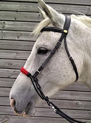 Horse with a bosal bridle on