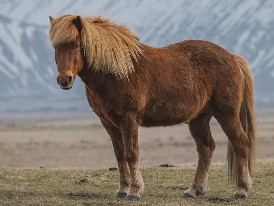Chestnut Icelanic horse in the Icelandic wild