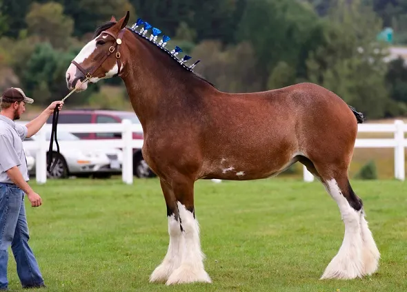 Clydesdale horse at a horse show being held by a man