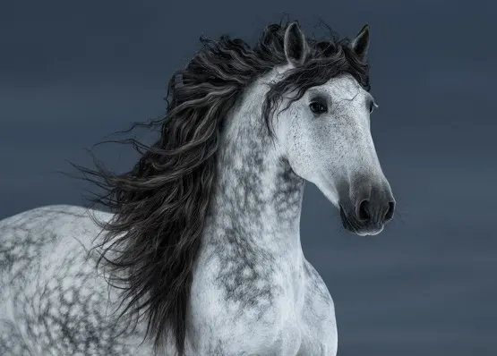 Dapple grey Andalusian horse with a long flowing mane