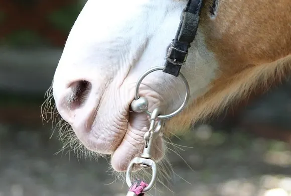 Draft horse with a snaffle bit in it's mouth