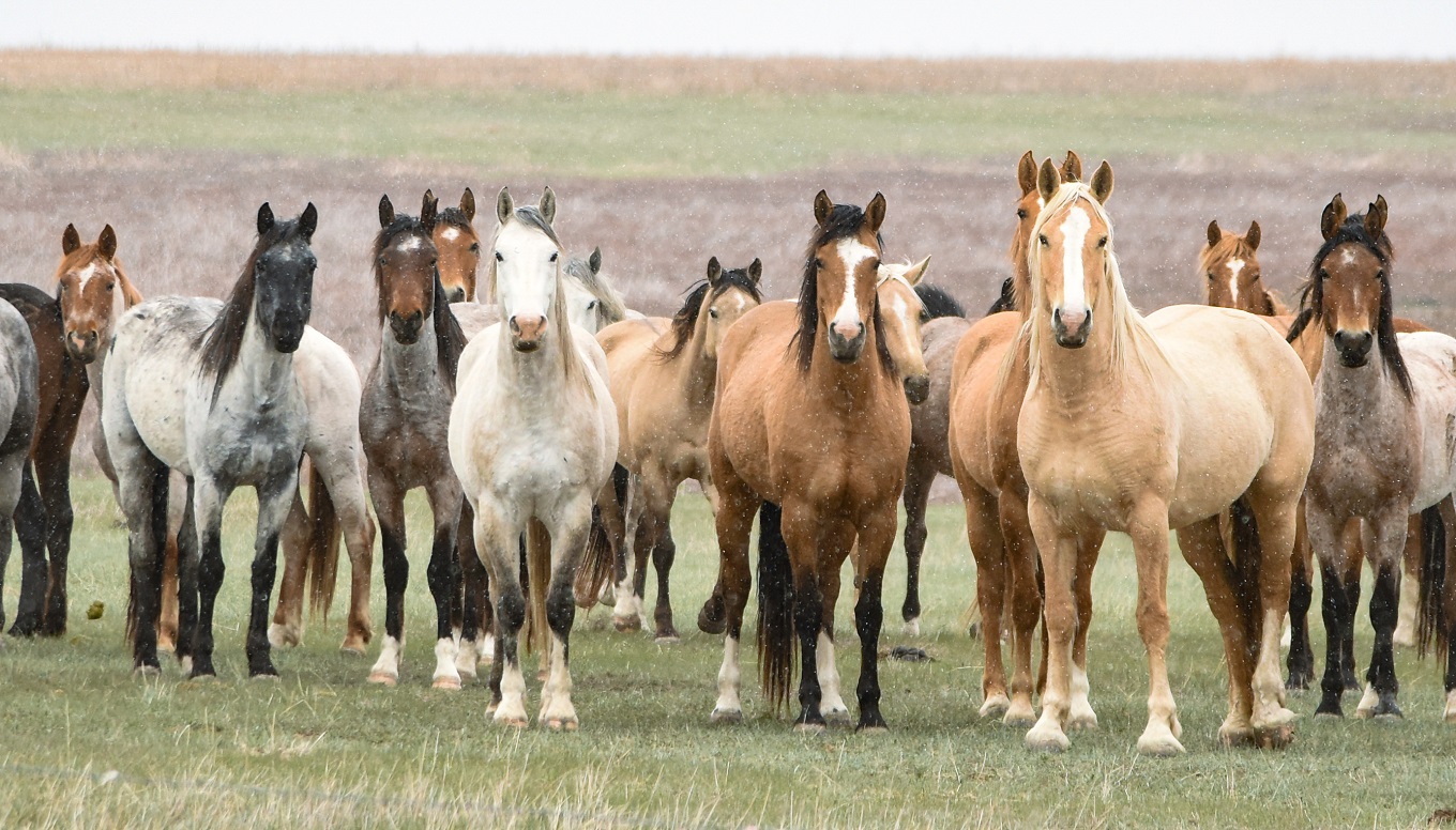 7 Interesting Facts About Wild Horses