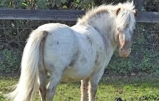 Garron Pony
