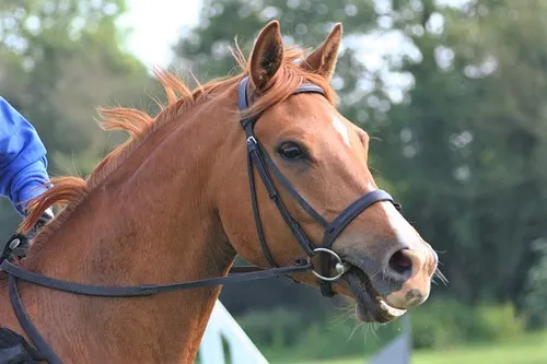 A chestnut horse wearing an English bridle with a snaffle horse bit