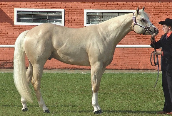 Palomino American Quarter Horse being held by a man
