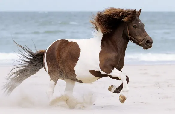Shetland pony running on a sandy beach
