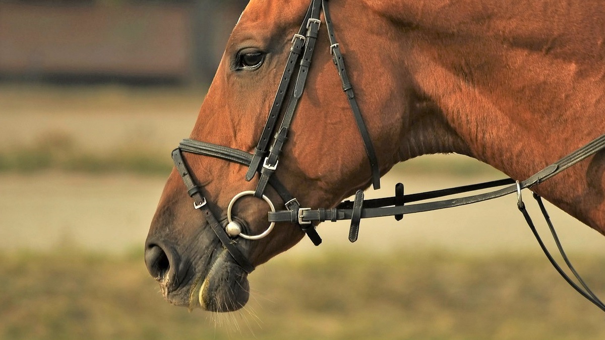Horse wearing a snaffle horse bit
