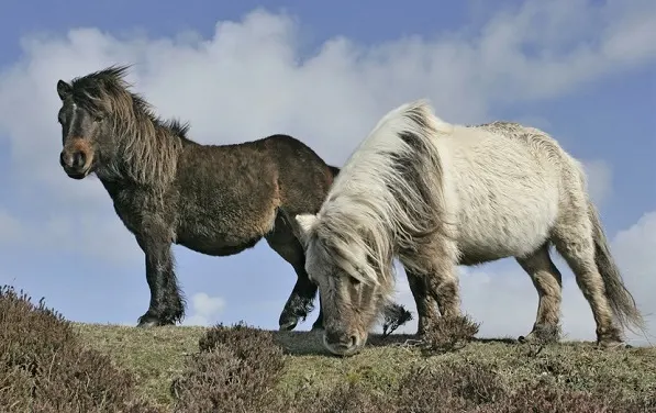 Two Eriskay ponies grazing in the Scottish wild
