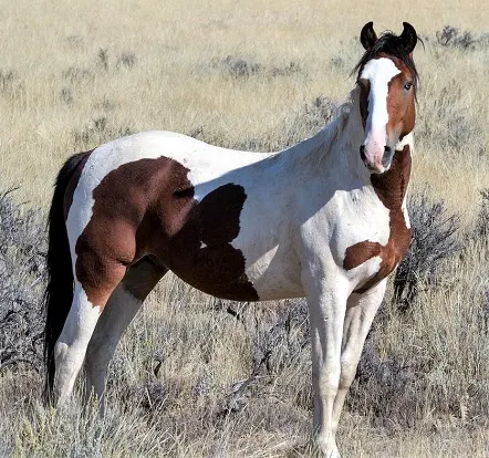 Wild Mustang horse in the American wilderness
