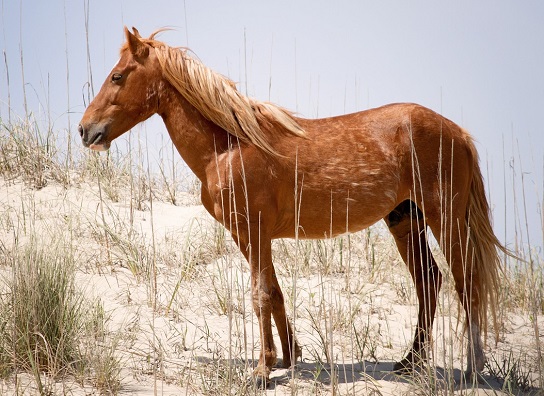 Wild Spanish Mustang horse in the Outer Banks, United States