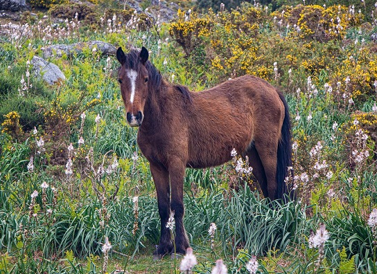 Wild horse in Portugal