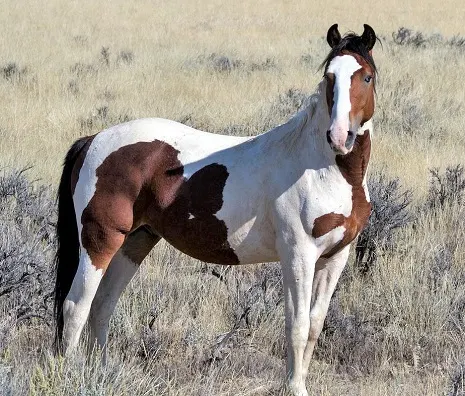 Wild pain colored Mustang horse breed in the American