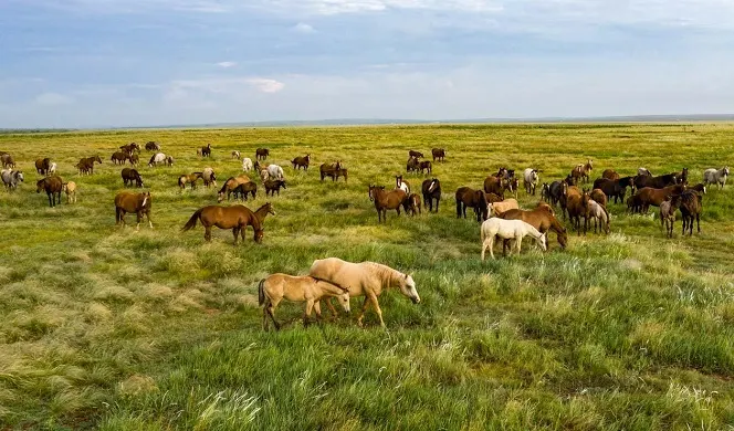 6666 Ranch Quarter Horse herd