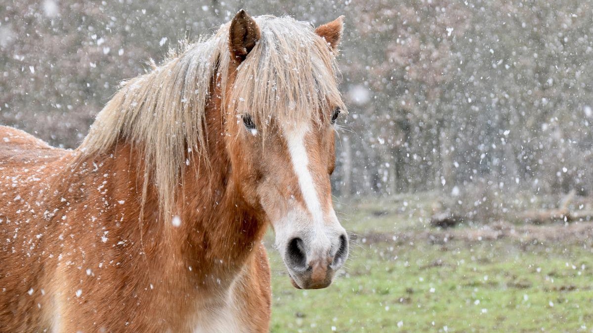 7 Native Canadian Horse Breeds (With Pictures)