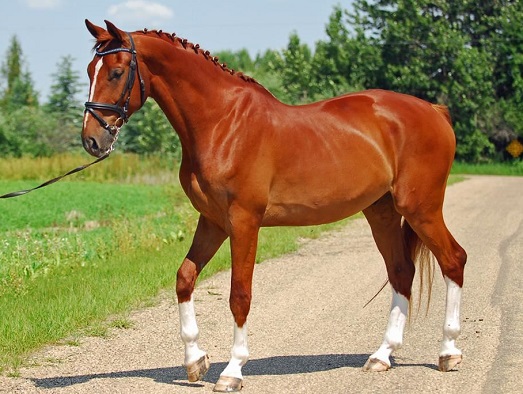 Canadian Sport Horse