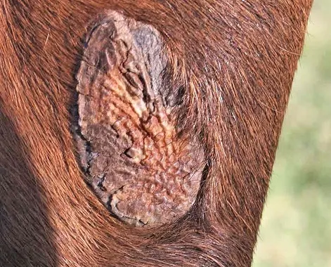 Chestnut on the leg of a horse