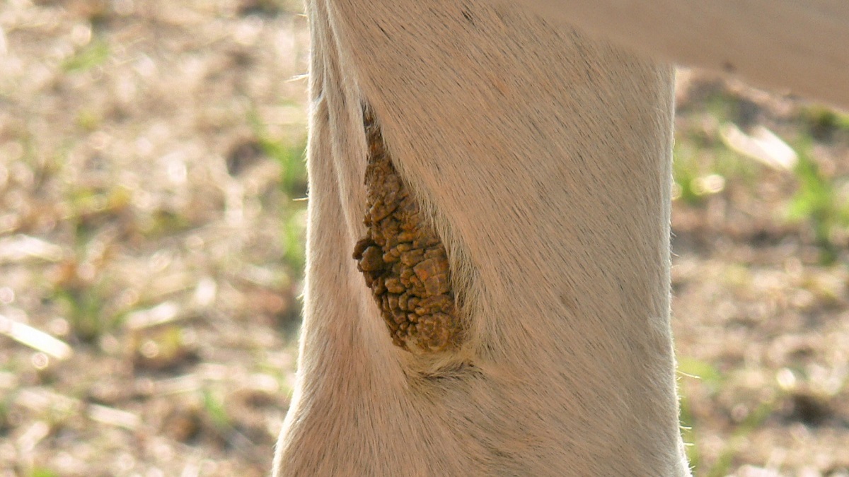 Chestnut on a horses leg