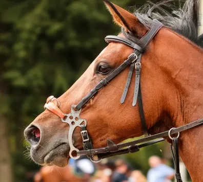 Classic type of hackamore bridle