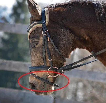 Flash part of a horse bridle