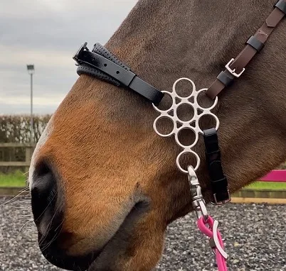 Horse with a Flower Hackamore bridle