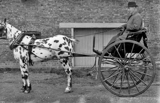 Gig horse drawn carriage