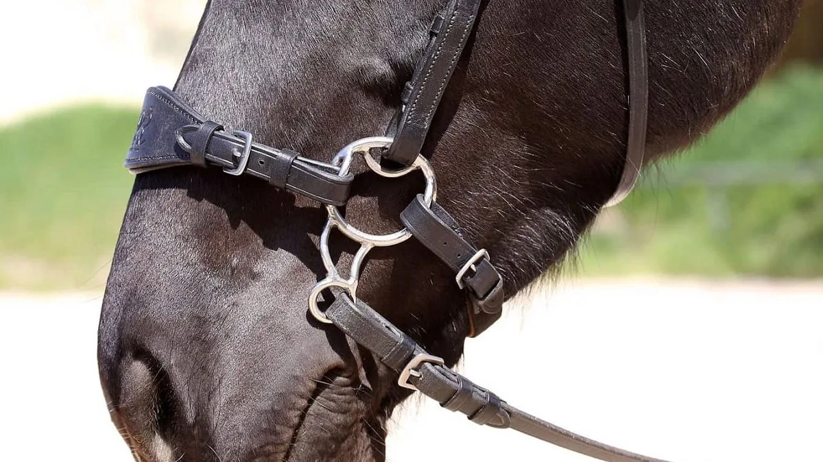 Hackamore Bridle. Types of hackamore bridles, how it works, and if you should use one