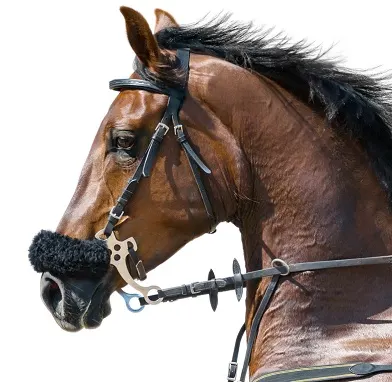 Horse with a hackamore bridle on with a white background