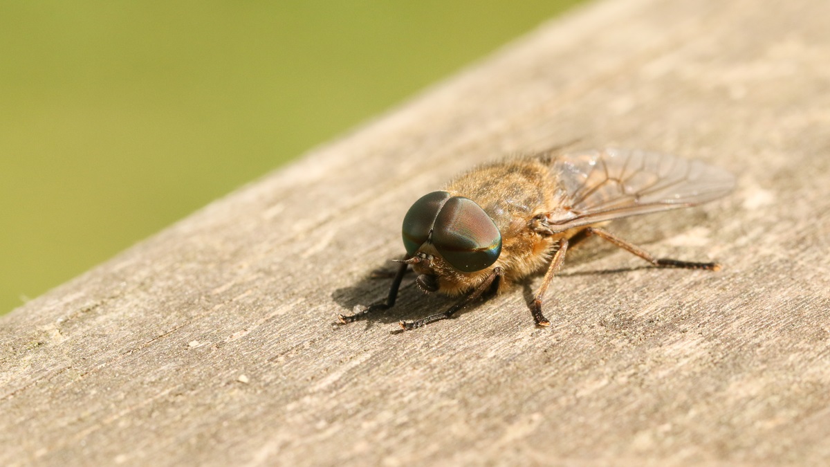 How to Get Rid of Horse Flies
