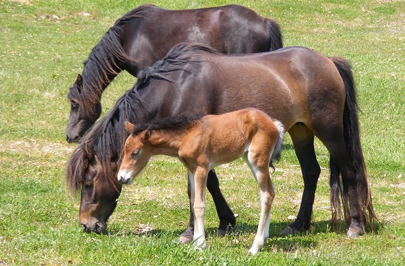 Newfoundland Pony breed mare with a foal