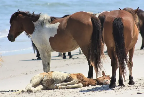 Herd of Sable Island Horses on a beach