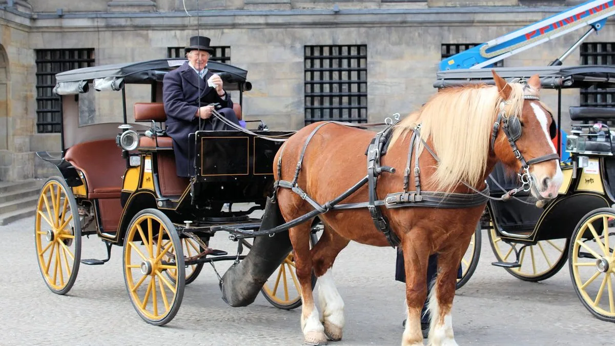 12 Common Types of Horse Drawn Carriages
