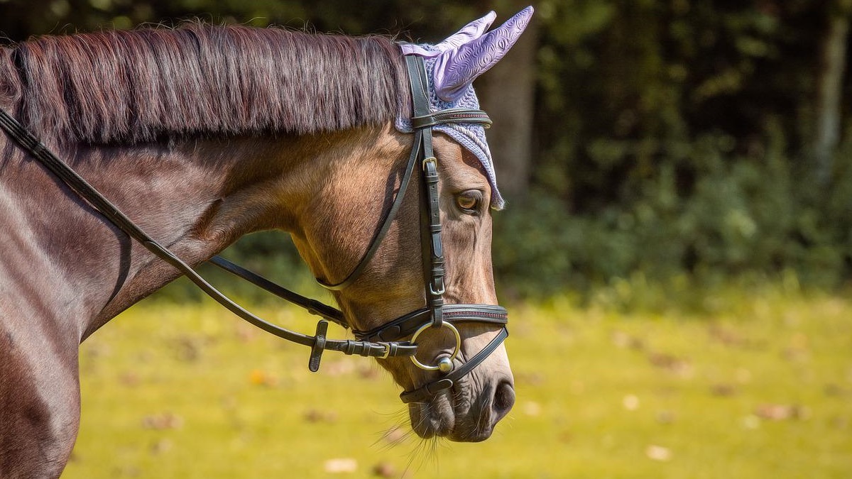 What is a Horse Bridle? Use, Parts, and Types of horse