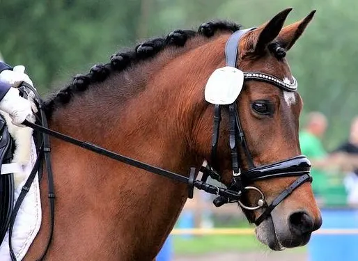 Woman riding a horse with a bridle on during a dressage test
