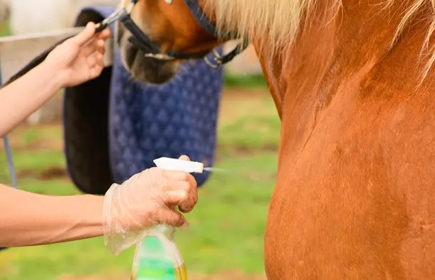 Woman spraying horse fly repellent on a horse