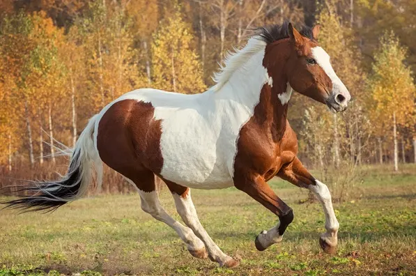 American Paint Horse cantering in a field