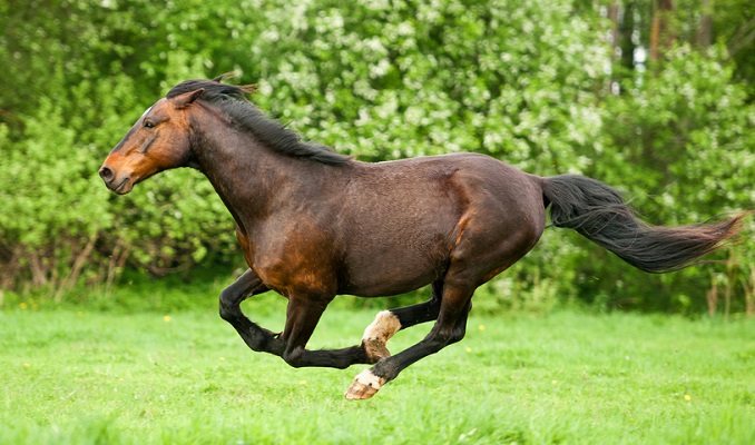 Bay horse galloping in a field at top speed
