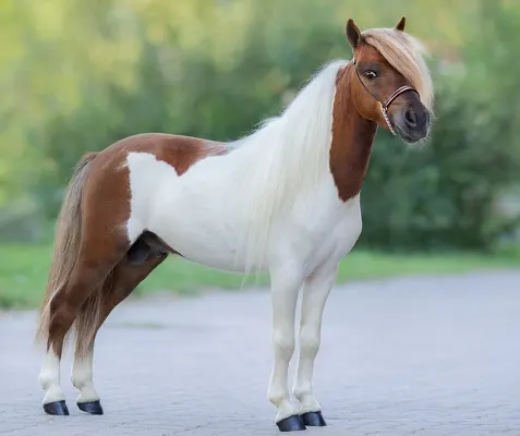 Beautiful American Miniature horse