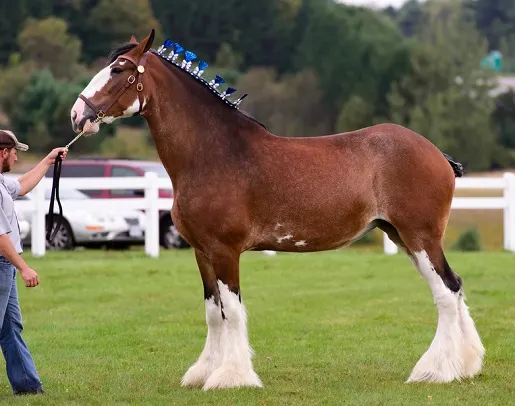 Clydesdale Horse Price: How Much Do They Cost?