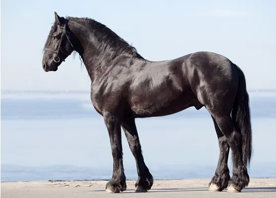 Beautiful Friesian horse standing on a beach