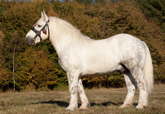 Beautiful Percheron draft horse breed