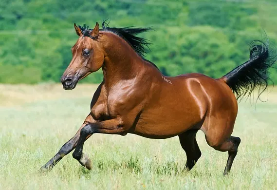 Beautiful bay Arabian horse galloping in a field