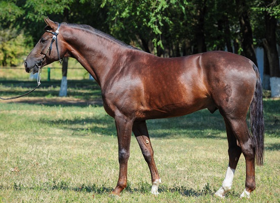 Beautiful bay Trakehner stallion warmblood horse