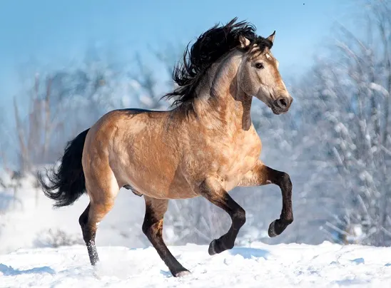 Beautiful horse cantering fast on snow