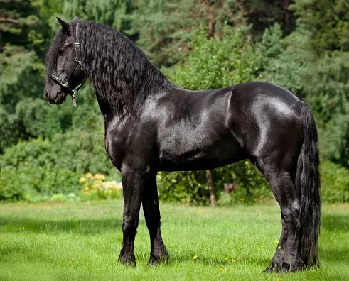 Beautiful jet black Friesian horse breed
