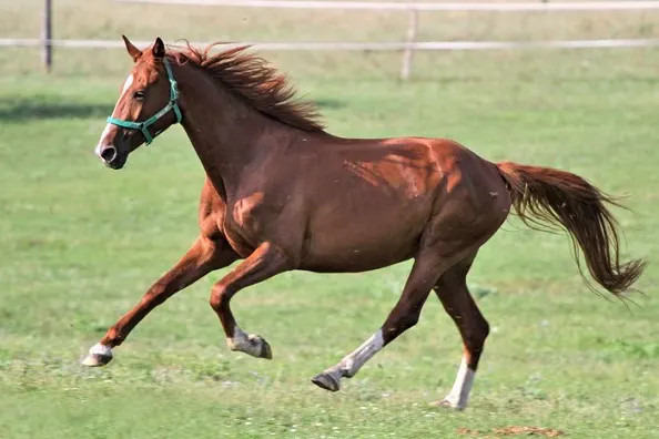 Chestnut Anglo-Arabian horse cantering in a field