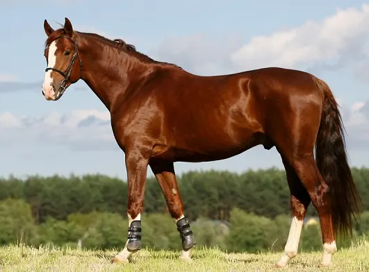 Chestnut Oldenburg stallion horse